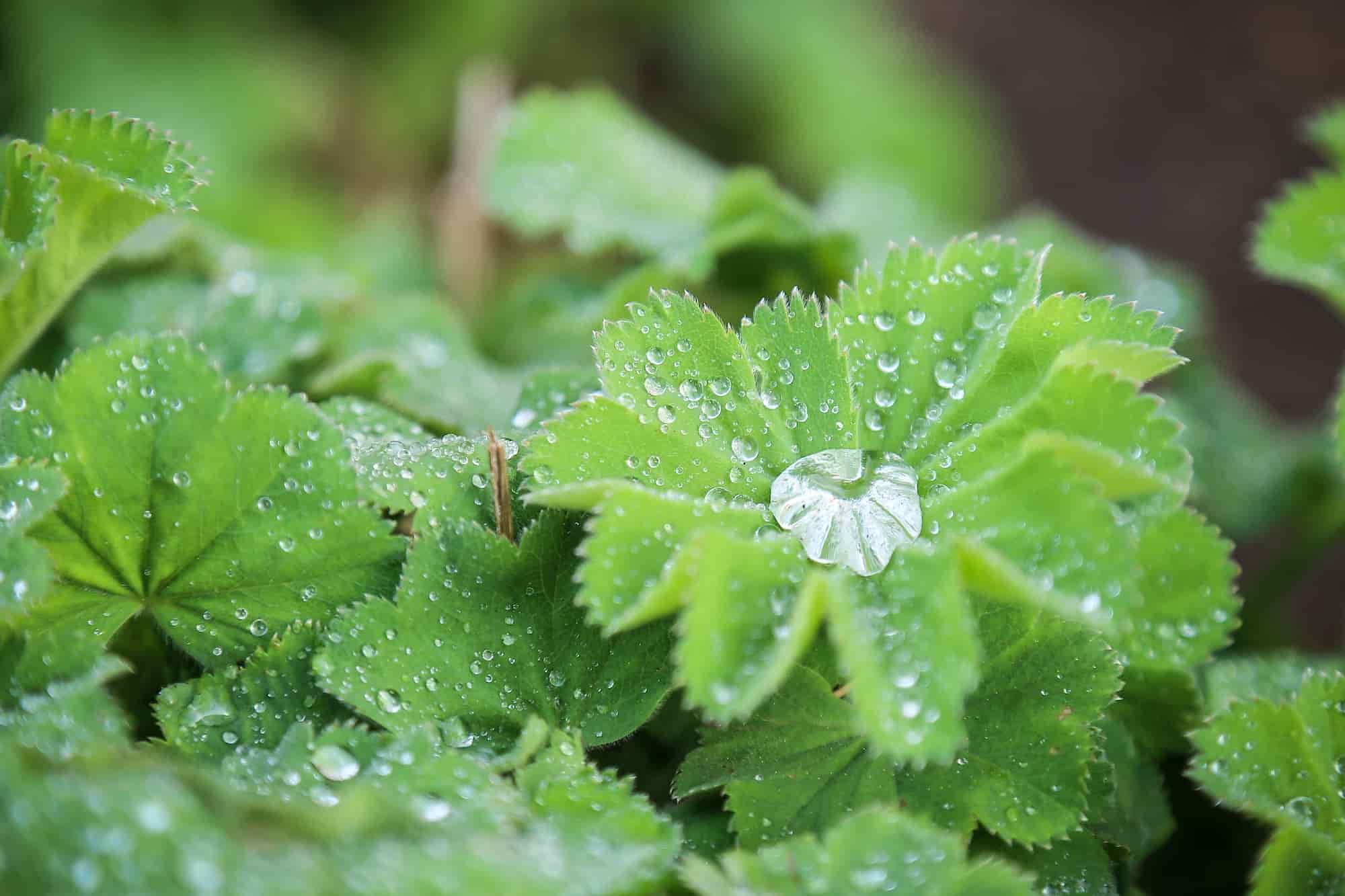 How to choose an alchemilla?