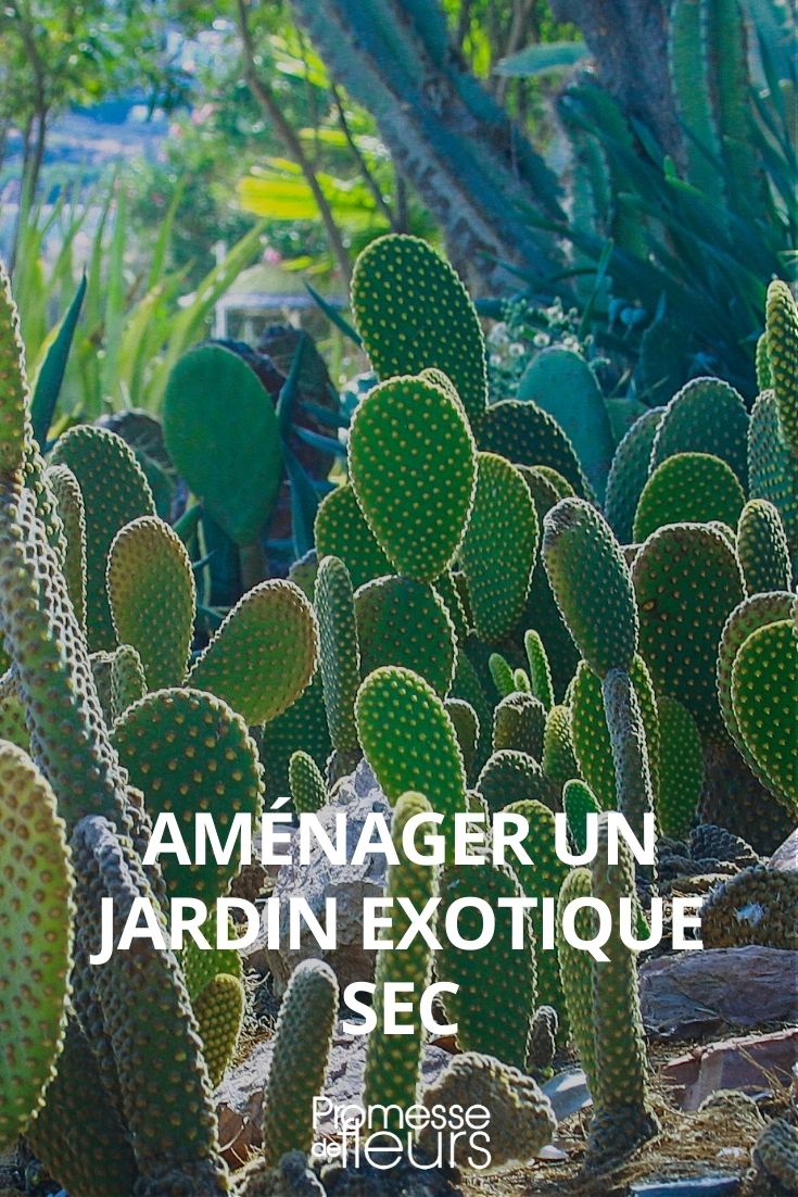 Dry Exotic Garden: Layout Tips and Iconic Plants