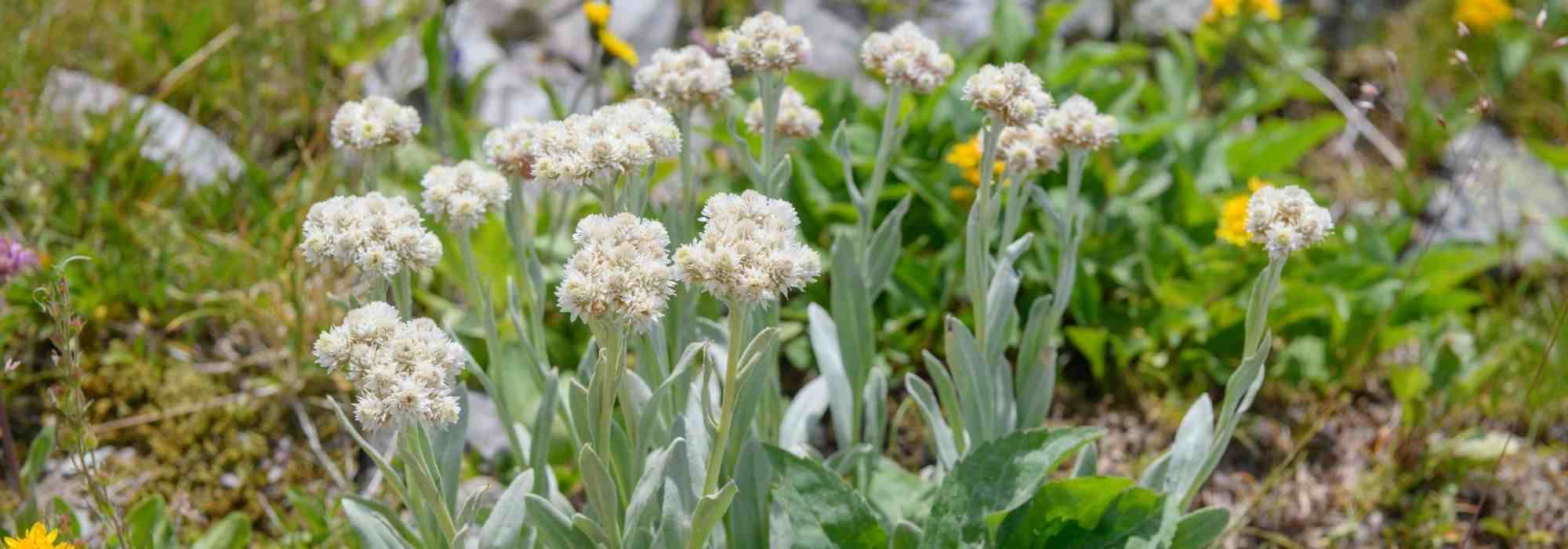 Anaphalis: 5 companion planting ideas