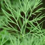 Growing dill in pots