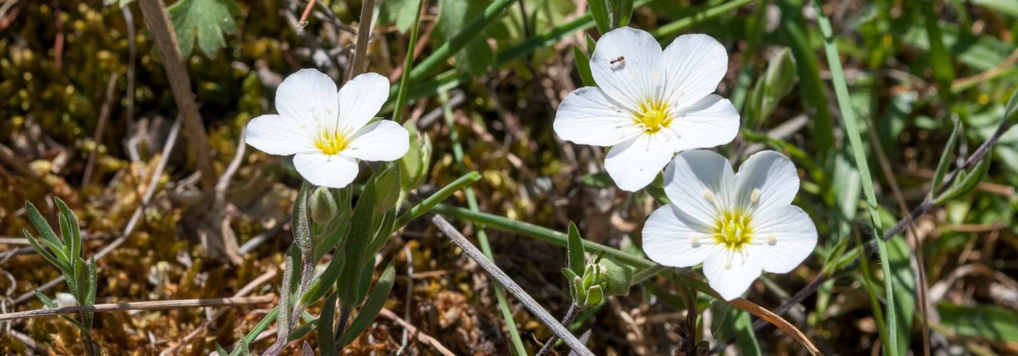 Arenaria, sandwort: planting, growing and care