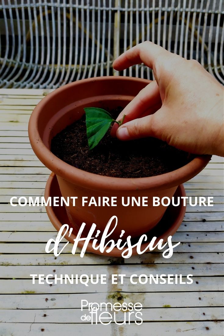 Taking Cuttings from Hibiscus