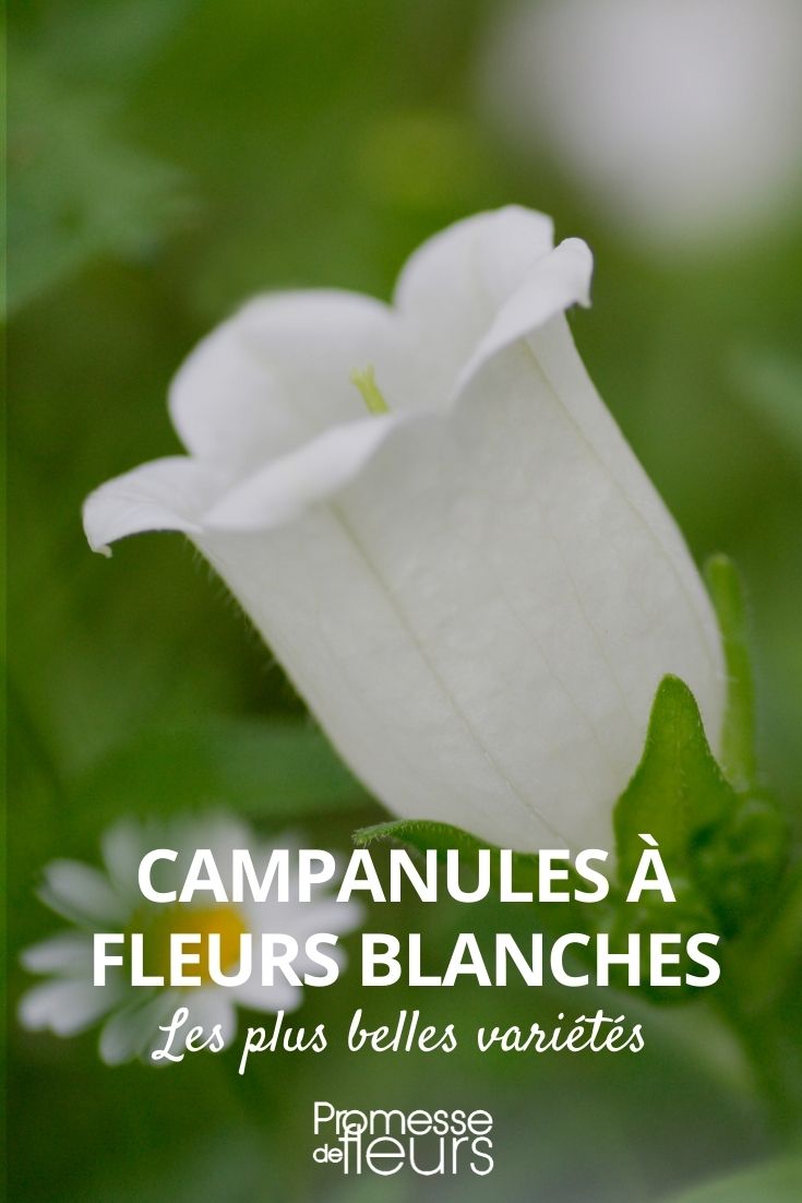 white campanulate flowers