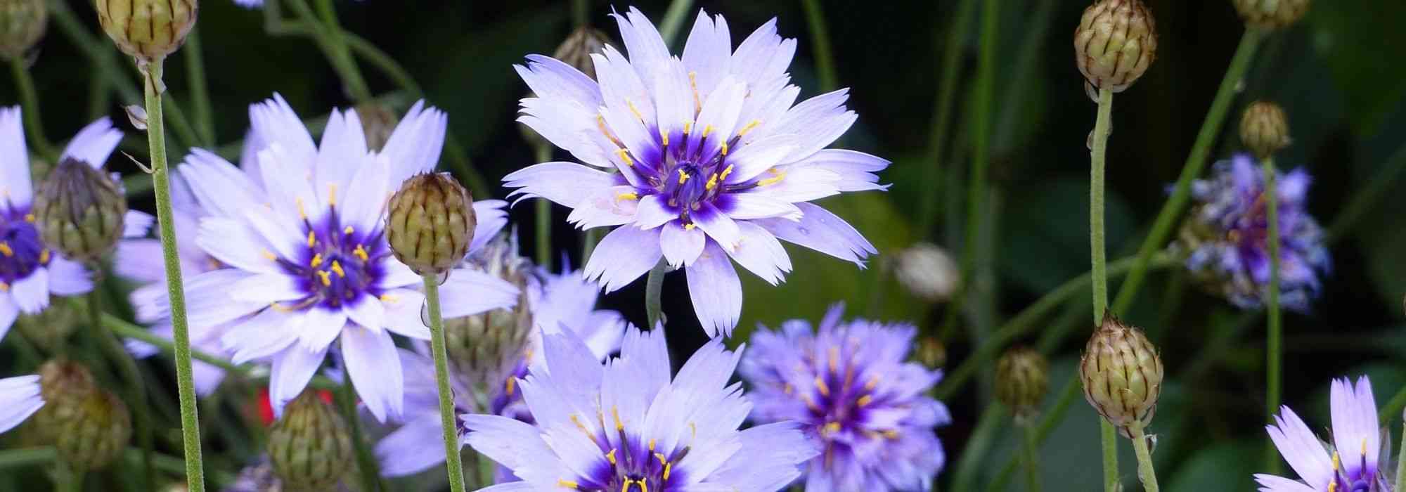 Growing Catananche in a pot