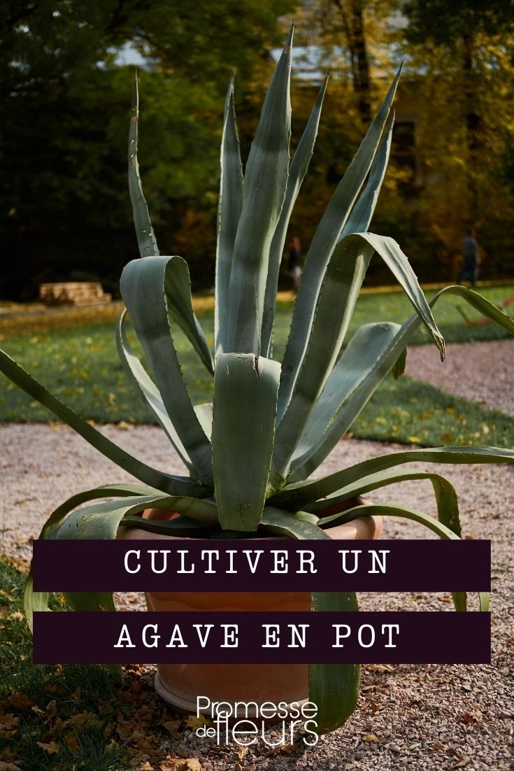 Growing Agave in Pots