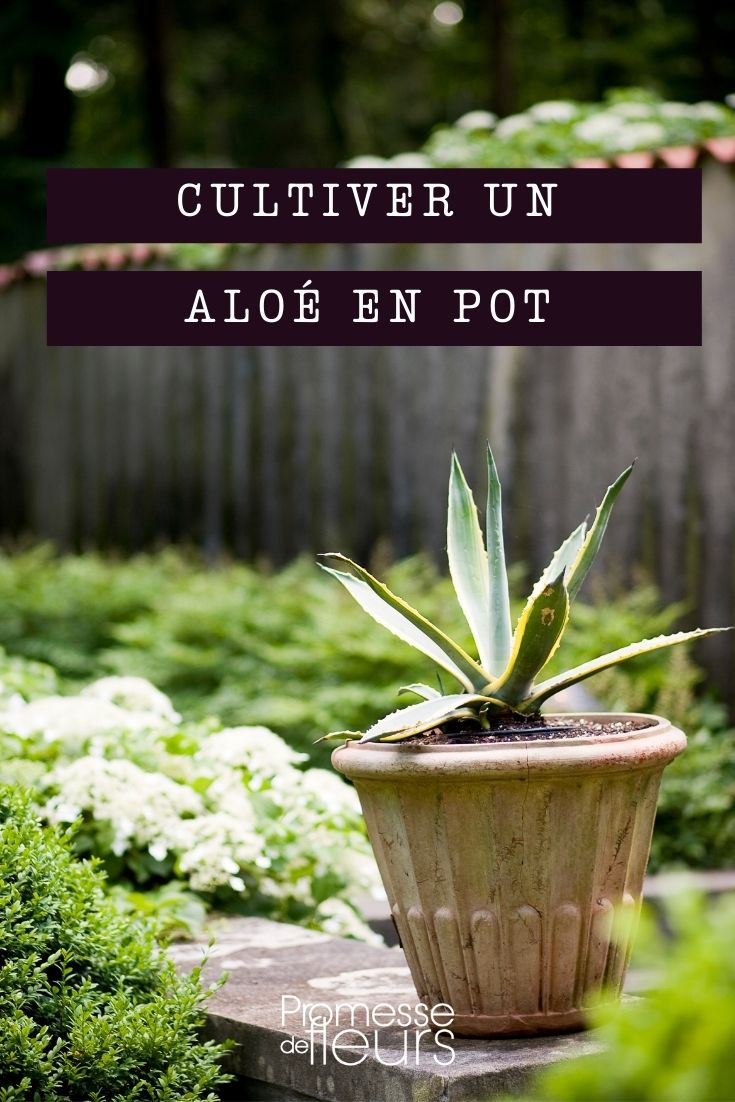 Planting an Aloe in a Pot