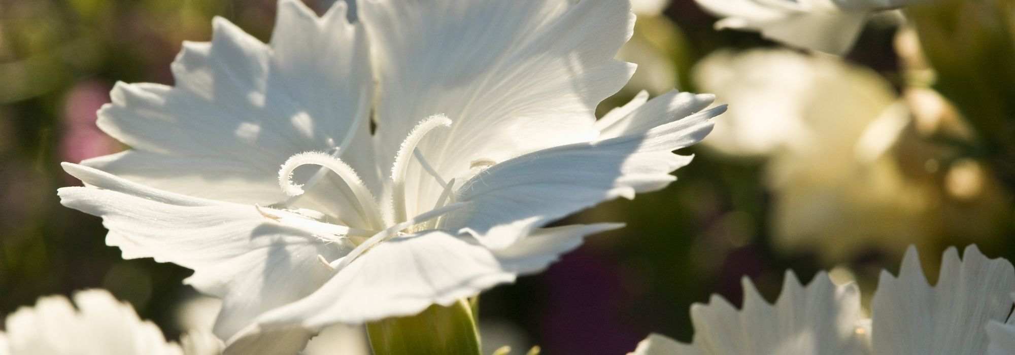 Growing a carnation in a pot