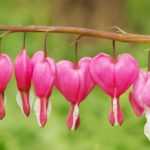 Growing a bleeding heart in a pot