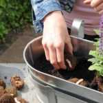 How to create a begonia planter?