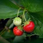 Diseases and pests of strawberries