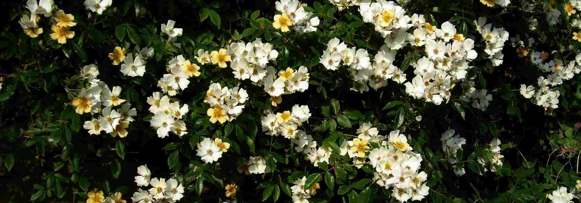 5 hardy climbing plants