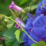 7 climbing plants with rapid growth