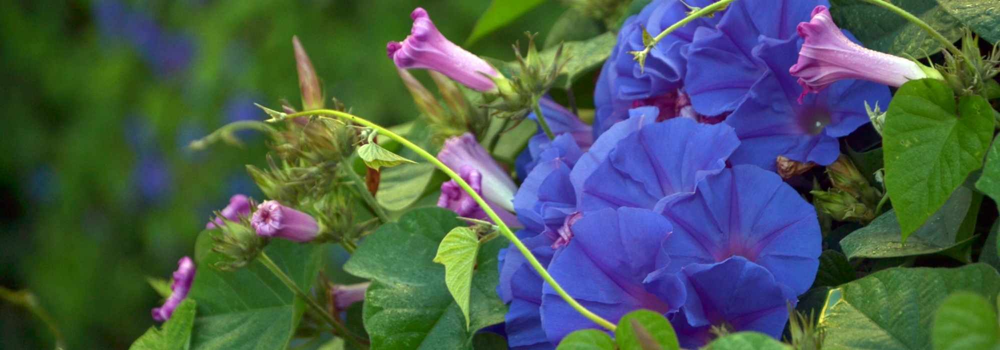 7 climbing plants with rapid growth