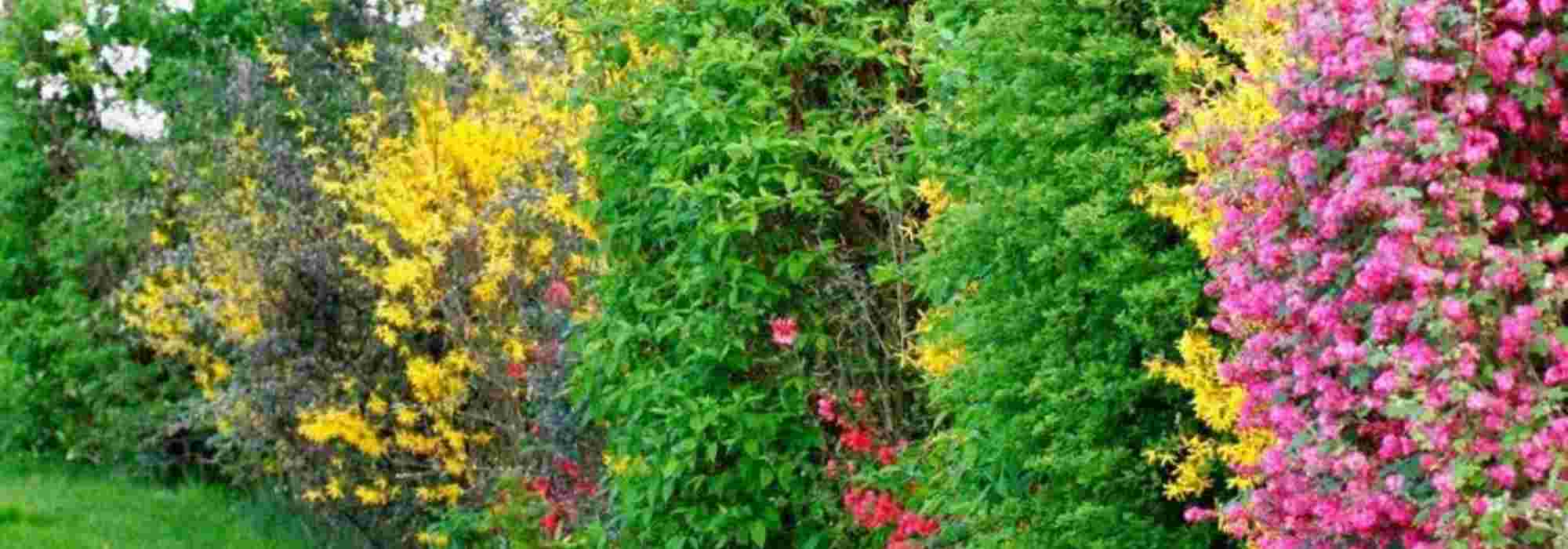 How and why create a country hedgerow?