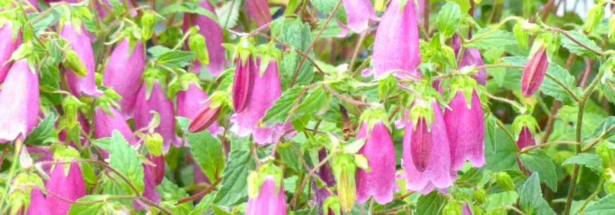 Campanula with bell-shaped flowers