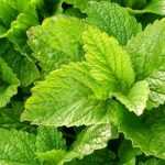 Growing lemon balm in pots
