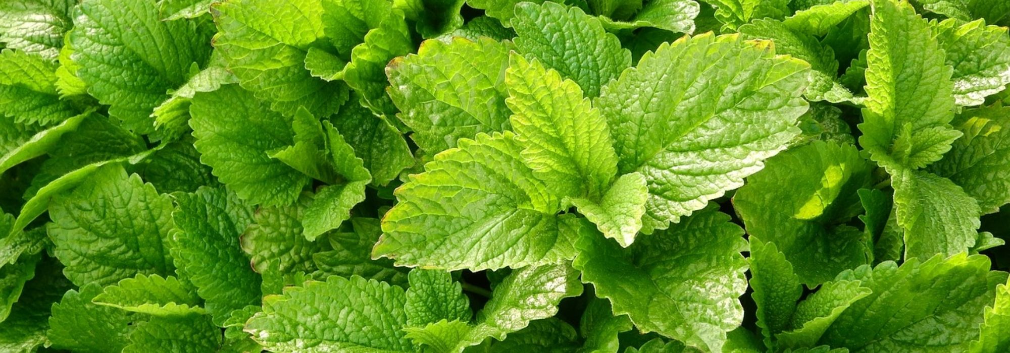 Growing lemon balm in pots