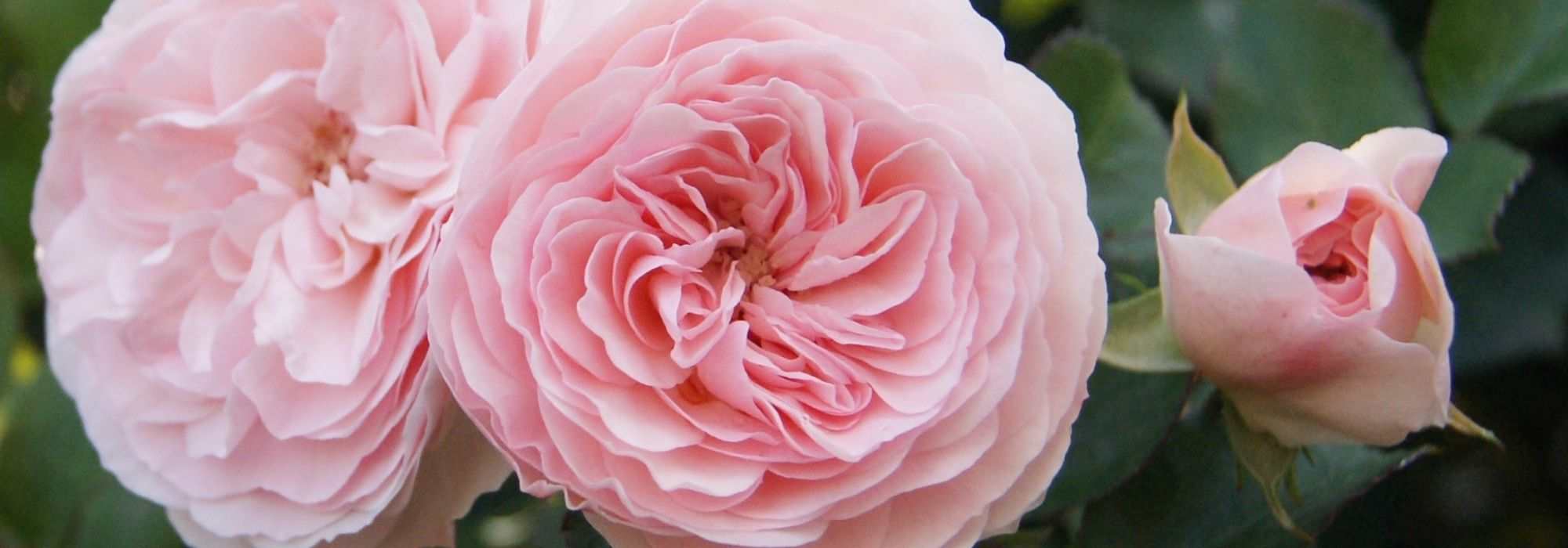 How to choose an English rose?