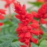 5 salvias with red flowers