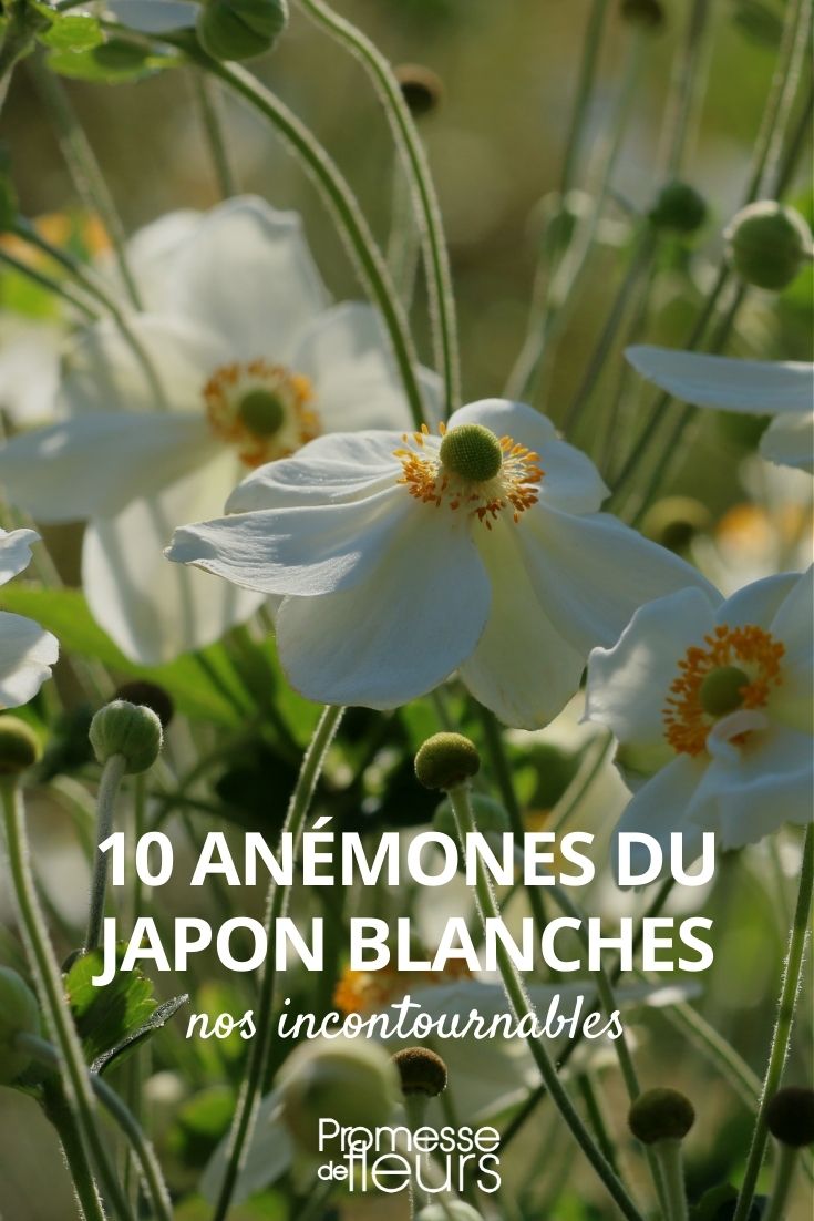 10 Japanese anemones