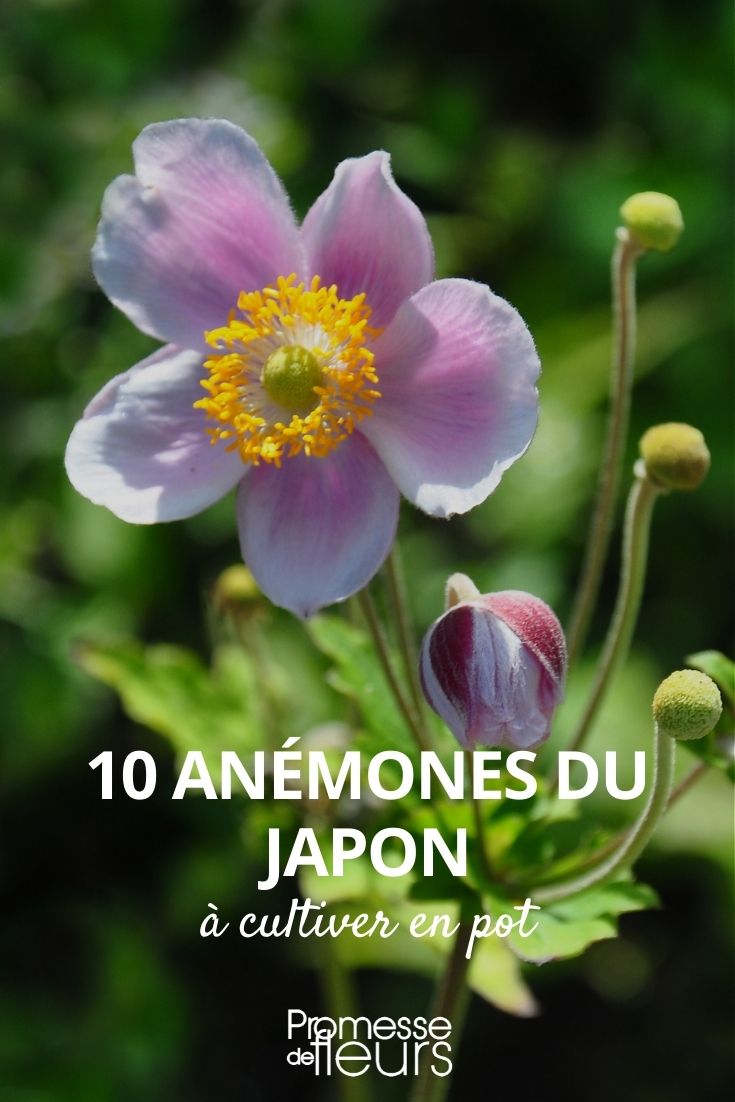 Japanese Anemone for Pots