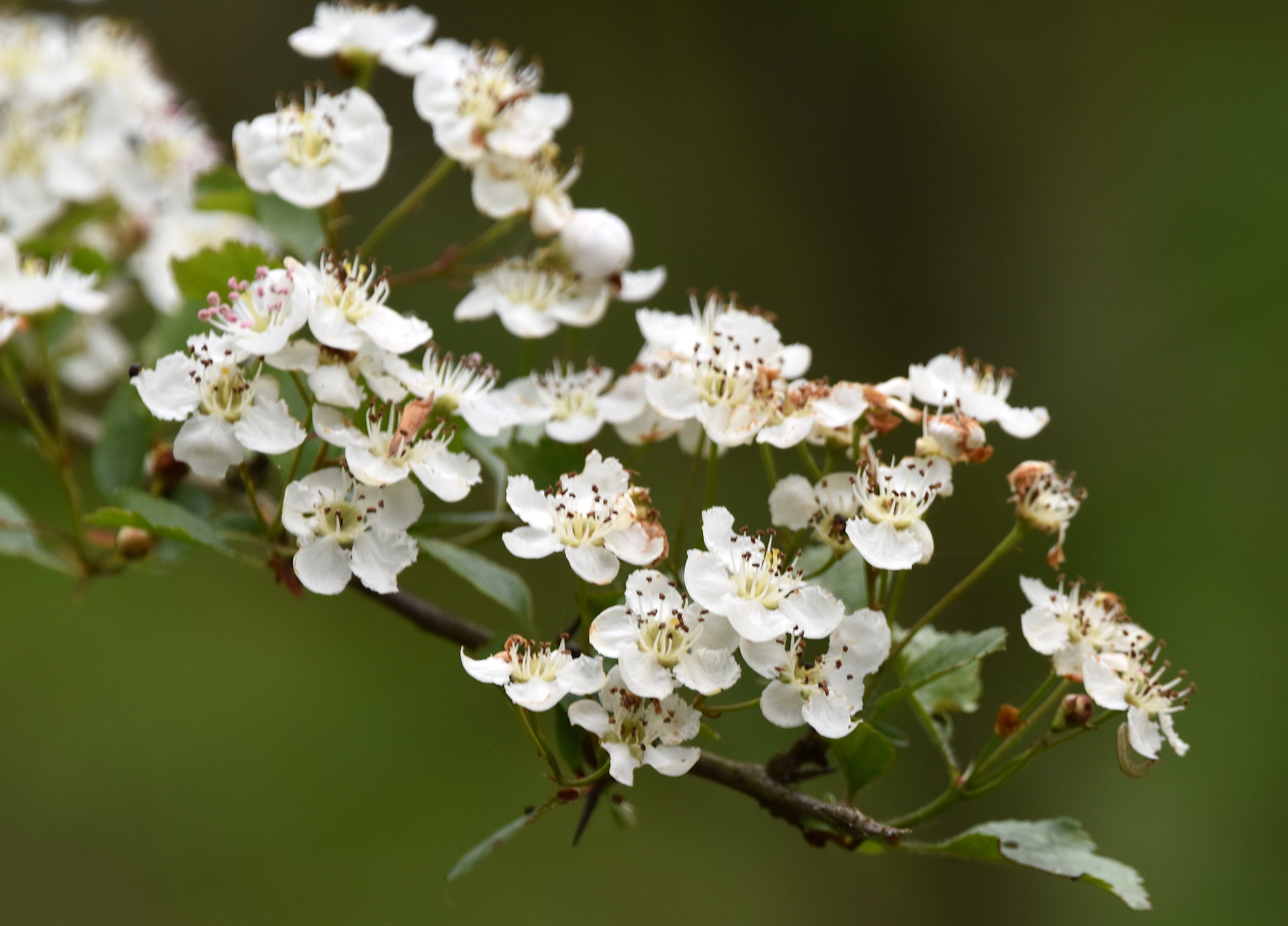 How to pair Hawthorns?