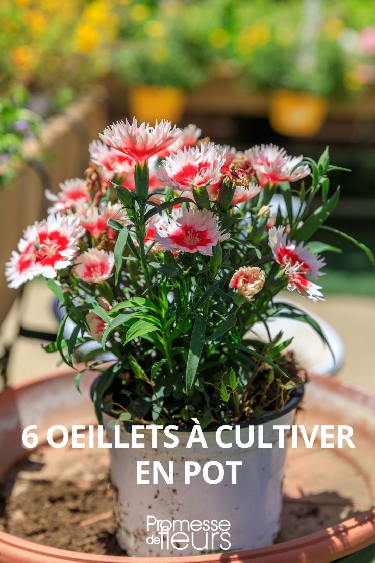 6 Carnations to Grow in Pots