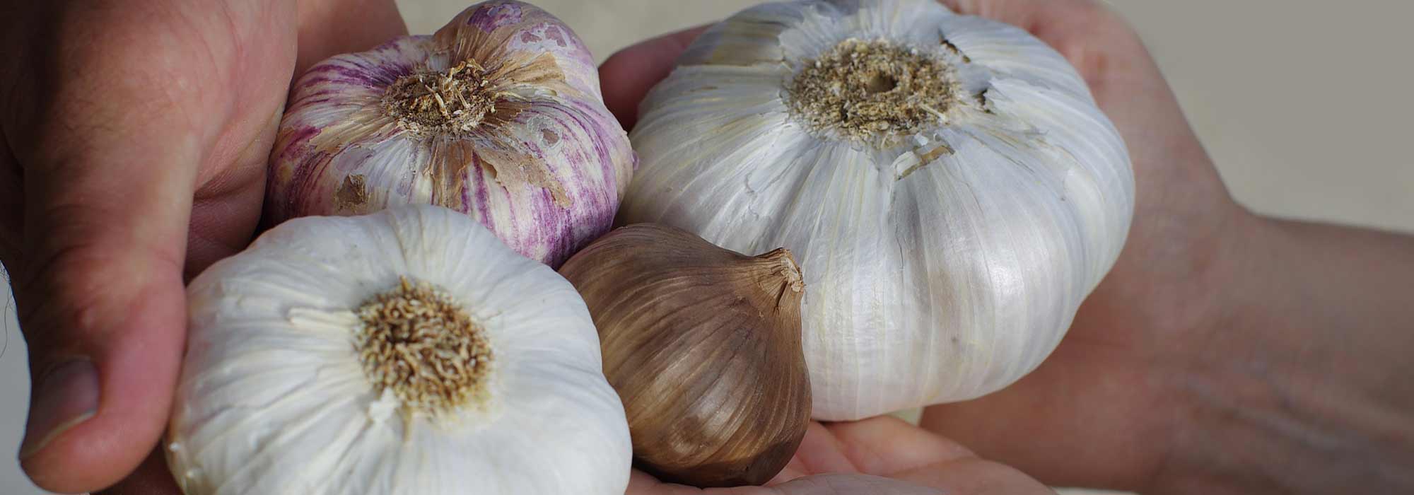 Garlic: the best varieties