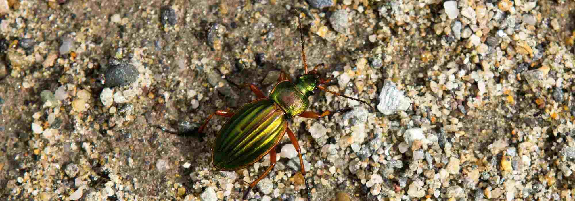 The ground beetle: this unknown friend of the gardener