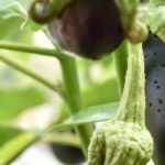 Growing aubergine in pots