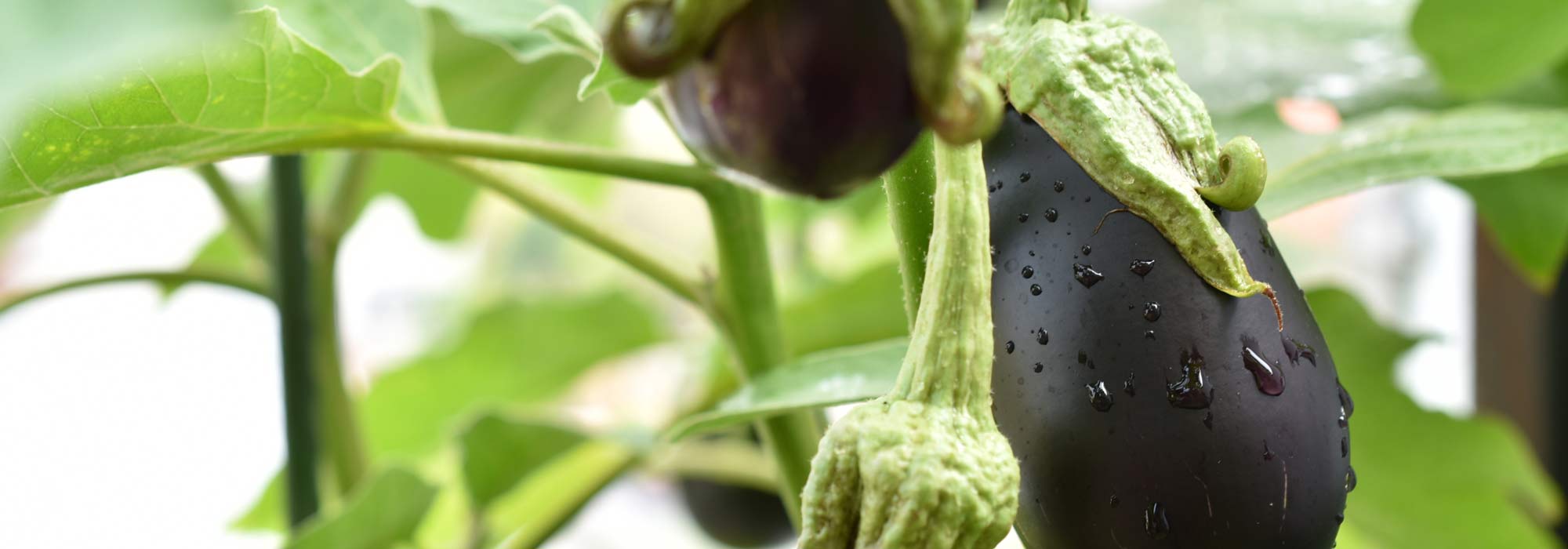 Growing aubergine in pots