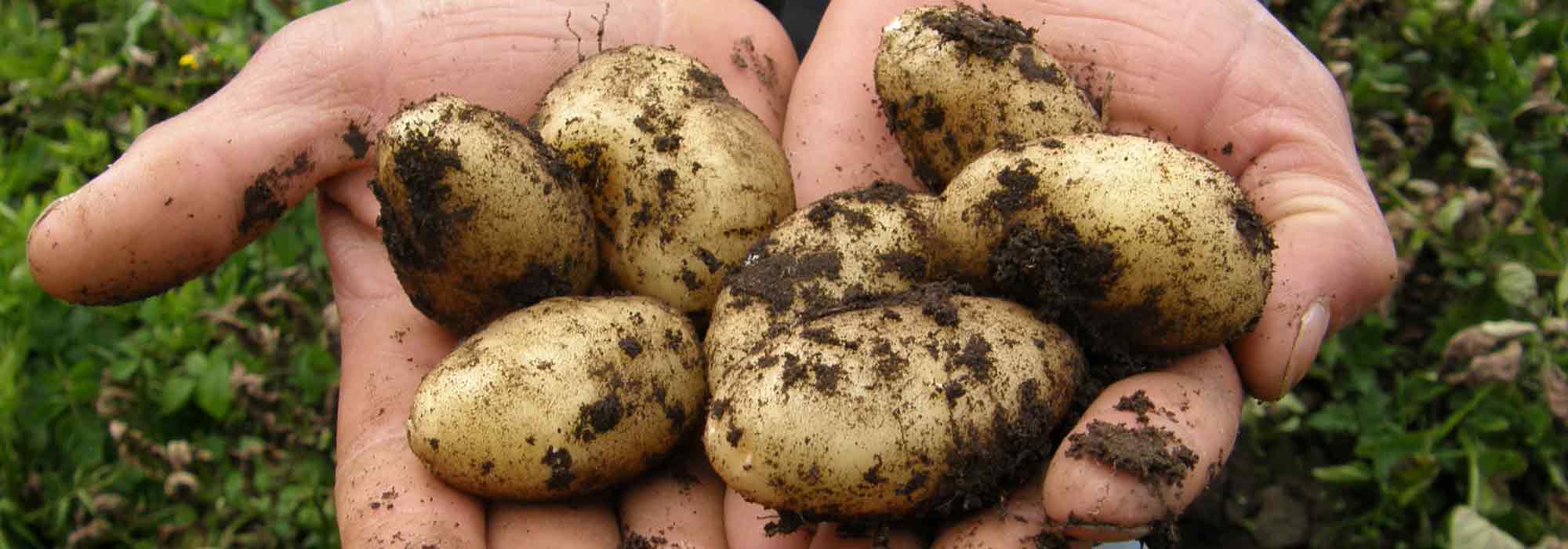 Potato: planting, cultivation, harvest