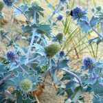 Eryngium: 6 successful pairing ideas