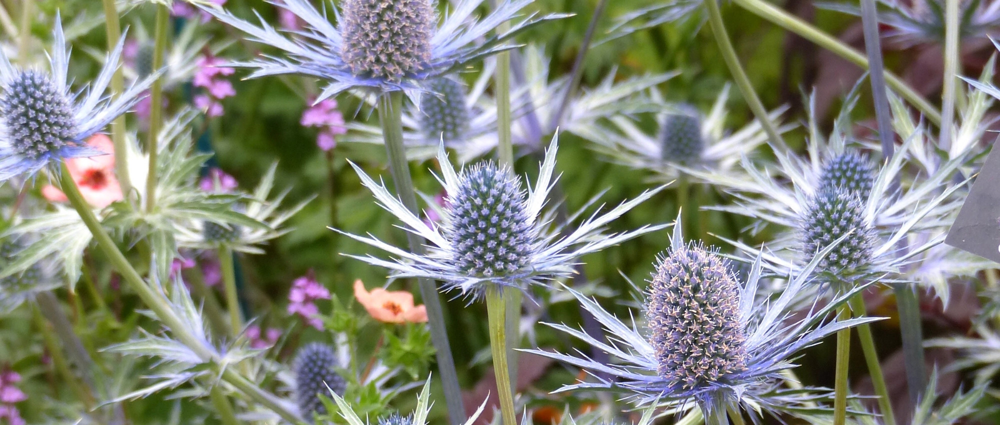 Choosing an Eryngium