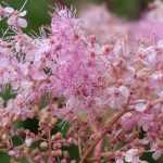 Pink flowered Filipendulas: 6 varieties to discover