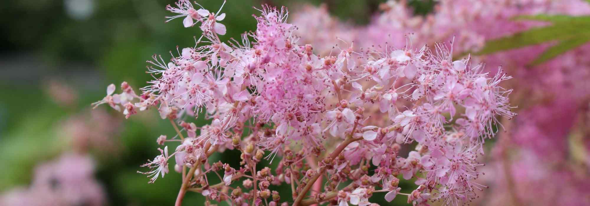Pink flowered Filipendulas: 6 varieties to discover