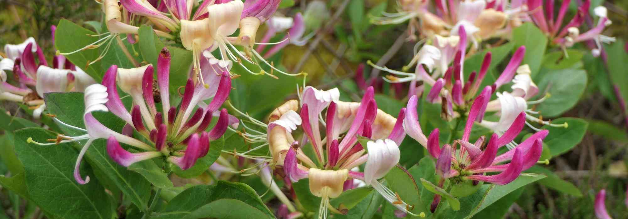 5 climbing plants that won't damage your walls