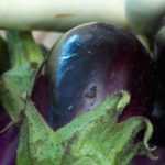 Aubergine: the best varieties