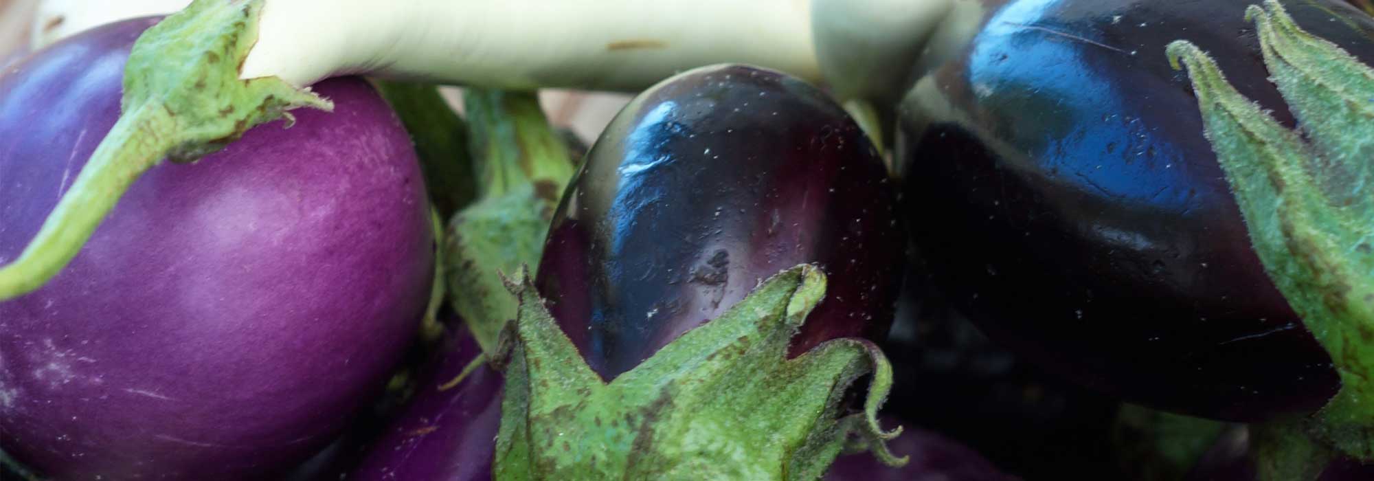 Aubergine: the best varieties