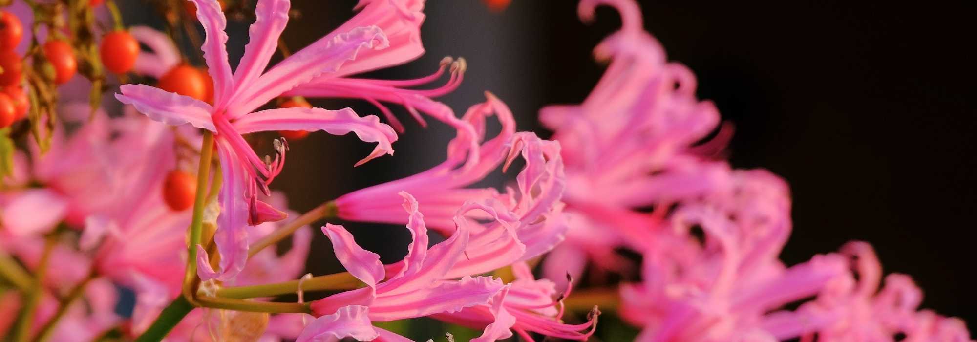 Nerines: 5 pairing ideas