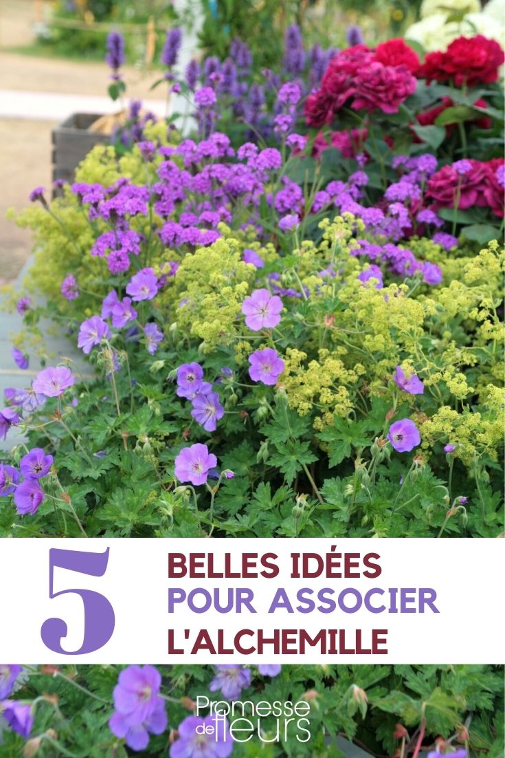 Pairing Lady's Mantle