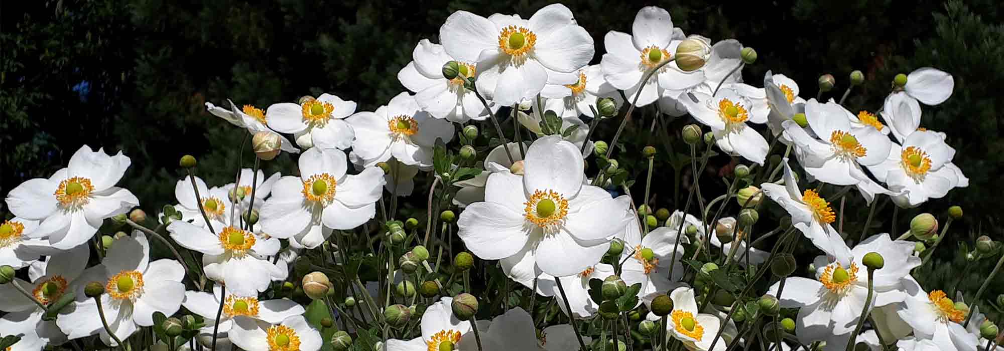 Japanese Anemones: the most beautiful varieties
