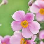 Japanese Anemones: 10 varieties for pot cultivation
