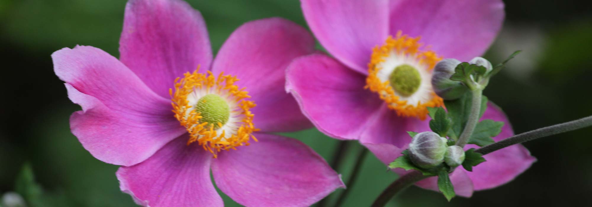 How to grow a Japanese anemone in a pot?