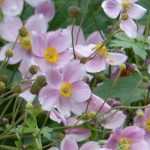 Choosing a Japanese anemone