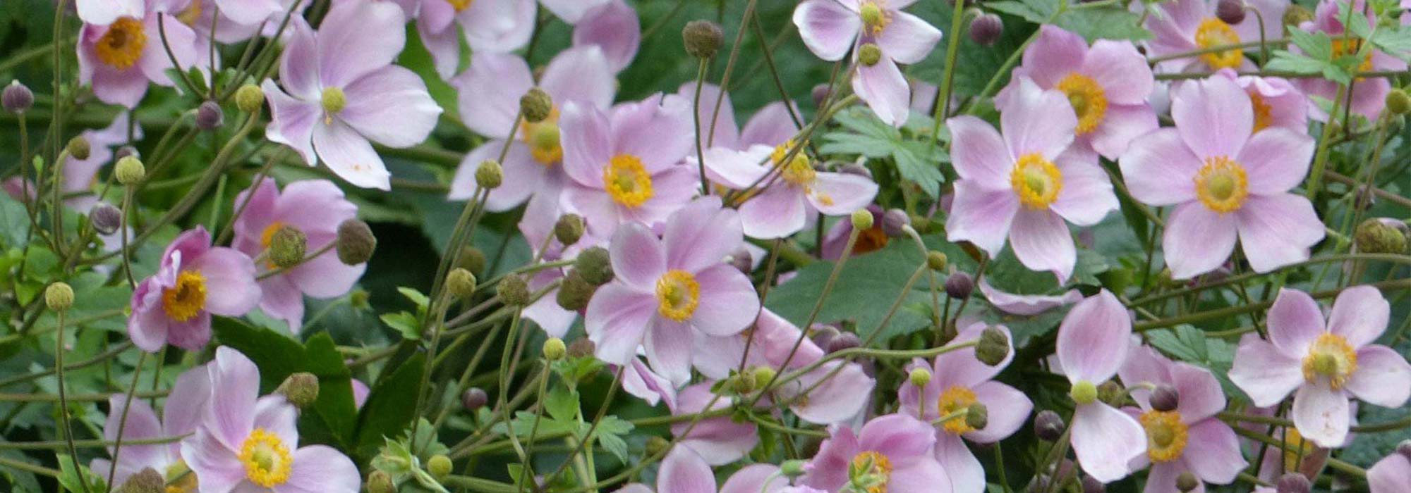 Choosing a Japanese anemone