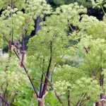 How to harvest and store Angelica seeds?