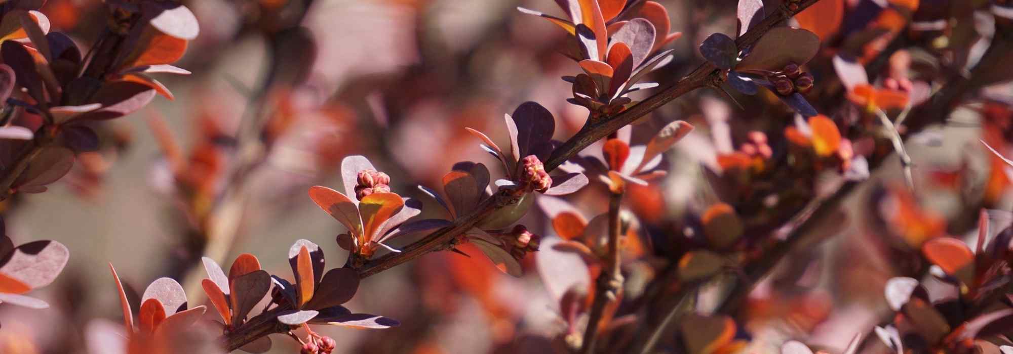 9 purple-leaved shrubs