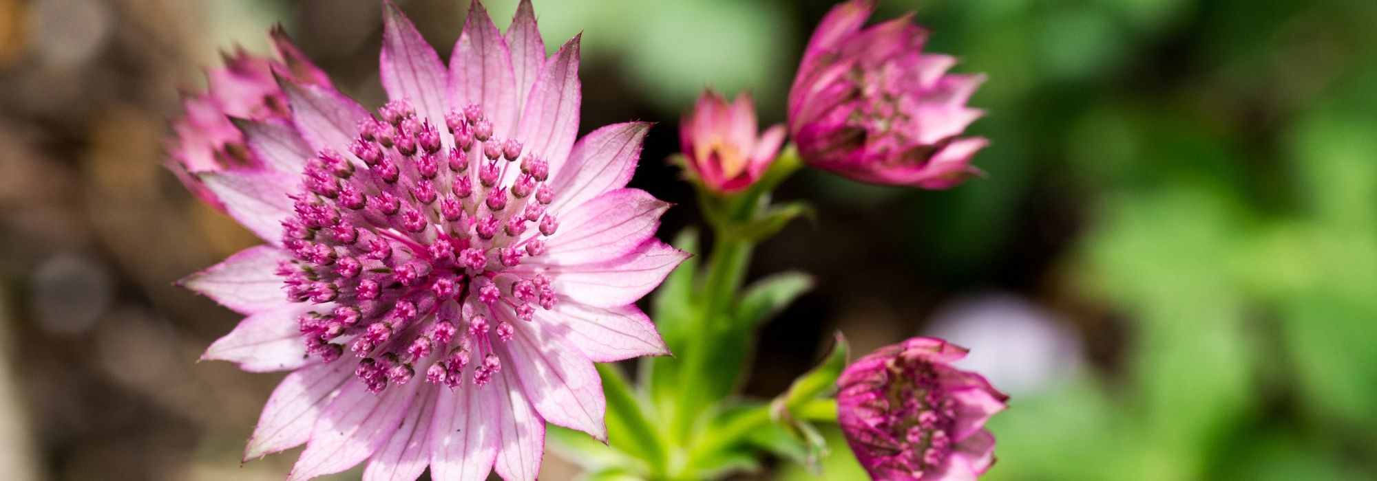 Astrantias: the largest umbels