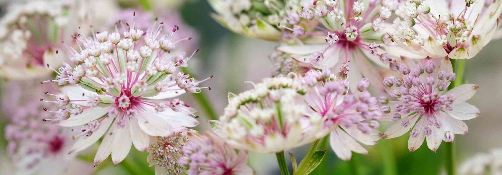 Choosing an Astrantia